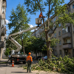 Seča i orezivanje stabala iz korpe | preduzimac.co.rs - Novi Sad