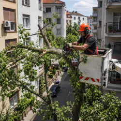 Seča i orezivanje stabala iz korpe| preduzimac.co.rs - Novi Sad