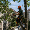 Seča i orezivanje stabala | preduzimac.co.rs - Novi Sad