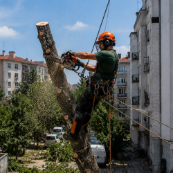 Seča i orezivanje stabala