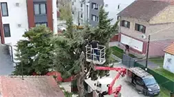 Radnik pažljivo seče visoko stablo iz korpe u velikoj blizini stambenog objekta | Preduzimač Video prikaz seče stabla iz korpe | Preduzimač