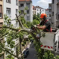 SEČA I OREZIVANJE STABALA | Preduzimač Radnik vrši orezivanje grana stabala u gradskoj sredini iz korpe | Preduzimač