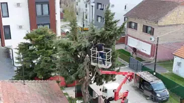 Radnik pažljivo seče visoko stablo iz korpe u velikoj blizini stambenog objekta | Preduzimač Video prikaz seče stabla iz korpe | Preduzimač